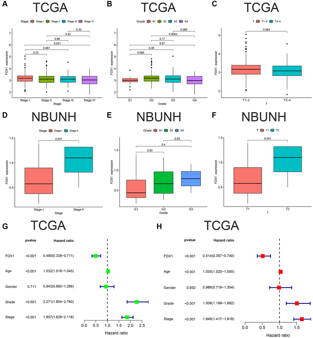 Clinical correlation and independent prognostic analyses of FDX1. (A–C) Associations between FDX1 and Stage, Grade, Stage T in TCGA database. (D–F) Association between FDX1 and Stage, Grade, Stage T in the NBUNH cohort. (G, H) Univariate and multivariate Cox regression analyses of clinicopathological variables and FDX1 in ccRCC.