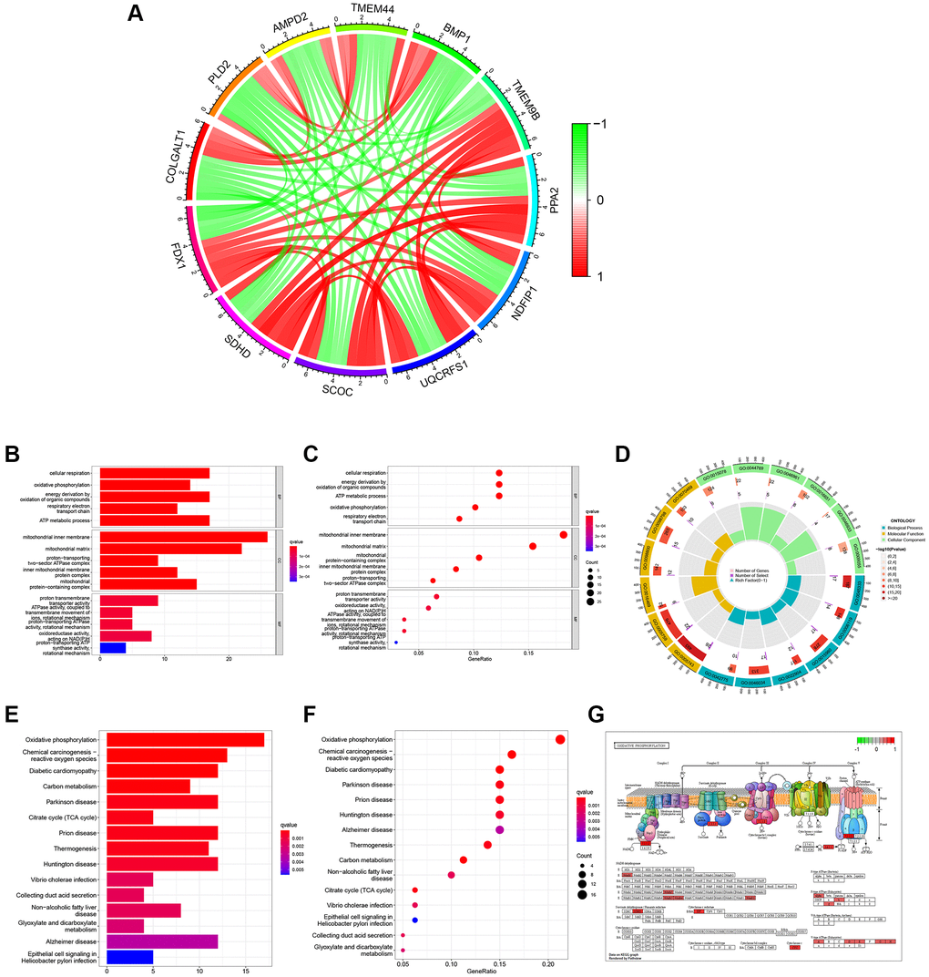 Function and pathway analyses of FDX1 related genes. (A) Circle graph of co-expression genes with FDX1 for GO functional analysis. Red represents a positive correlation and green represents a negative correlation. (B, C) Histogram and bubble diagram of GO. (D) Circle graph of GO. The first circle indicates 18 GO terms, with the coordinate scale of the gene number displayed outside the circle. The second circle shows the number of GO terms and Q values in the background gene. The third circle illustrates GO term number of associated genes. The fourth circle displays the abundance factor values for each GO term associated gene. (E, F) Histogram and bubble diagram in KEGG pathway analysis. (G) Pathway diagram of Oxidative Phosphorylation. Red background represents key genes with high expression.