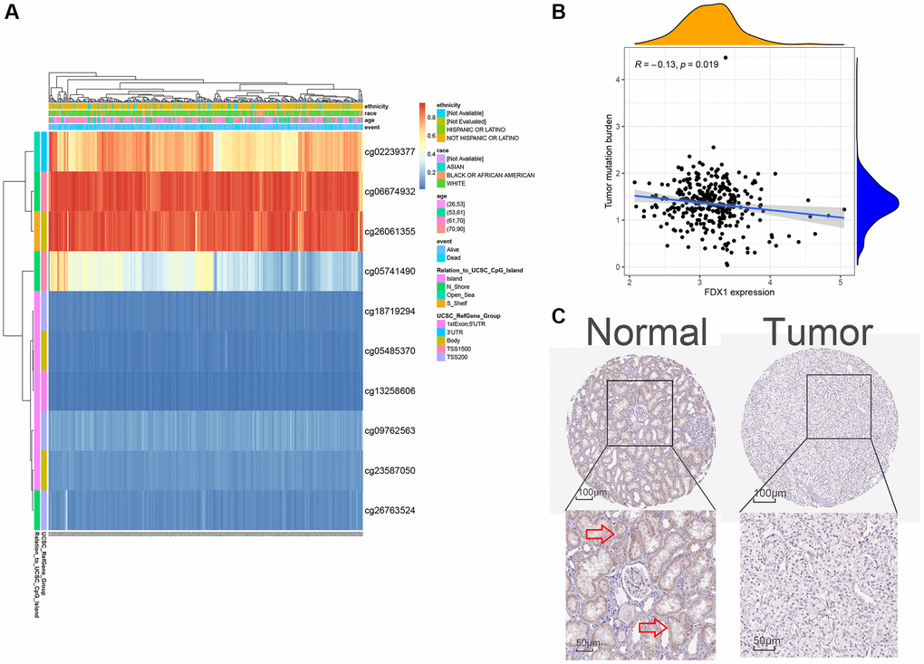 Methylation, protein levels, and tumor mutational burden of FDX1. (A) The heat map of DNA methylation of FDX1. (B) The tumor mutation burden of FDX1. (C) FDX1 protein levels based on HPA. The red arrow in C marks the site of FDX1 staining.