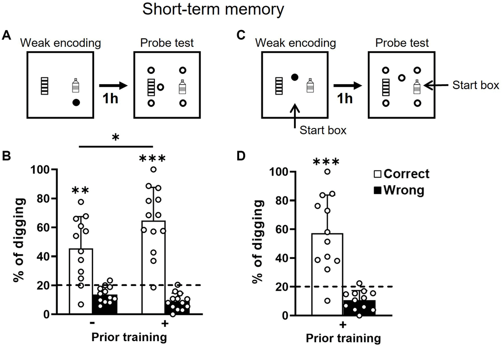Short-term retention of everyday spatial memory in aging. (A) Rats received a weak encoding (1 reward, filled circle). One hour later, they were tested in a probe trial with 5 non-rewarded sandwells (open circles). (B) The percentage of correct digging was significantly above chance (dashed line; one-sample t-test, no prior training, t11 = 4.01, p = 0.002, attrition of 1 rat; priorly trained, t12 = 7.04, p t-test, t23 = 2.14, p = 0.043). The statistical power of short-term memory in the group without prior training was 0.99 and the Cohen’s d was 1.16. (C) Similar to procedures in A except that the start location was changed at the probe test. (D) The percentage of correct digging was significantly above chance (dashed line; one-sample t-test, t11 = 4.86, p *p **p ***p 