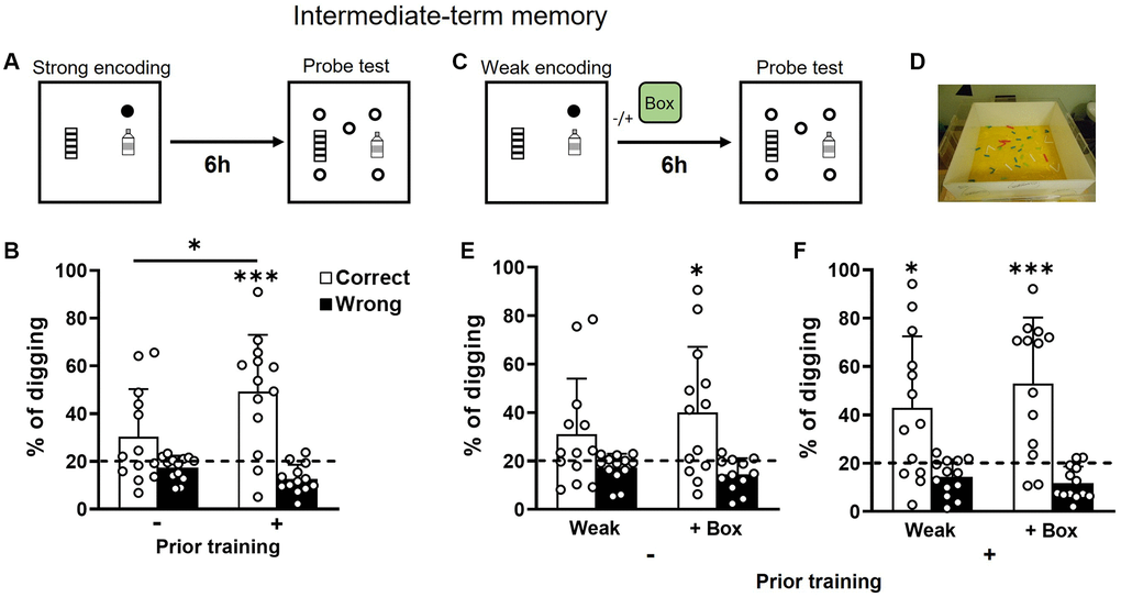 Intermediate-term retention of everyday spatial memory in aging. (A) Rats received a strong encoding trial (3 rewards, filled circle). Six hours later, they were tested in a probe trial with 5 non-rewarded sandwells (open circles). (B) The percentage of correct digging was not significantly above chance (dashed line) in older rats without prior training (one-sample t-test, t12 = 1.88, p = 0.085) but significantly above chance in older rats with prior training (one-sample t-test, t12 = 4.45, p t-test, t24 = 2.2, p = 0.04). (C) Similar to procedures in A except that exploration in a novel box (green box) was introduced or omitted at 30 min after a weak encoding trial (1 reward). (D) An example of a novel box. (E) In rats with no prior training, the percentage of correct digging was not significantly above chance (dashed line; one-sample t-test, t12 = 1.74, p = 0.11) after weak encoding and was significantly above chance after weak encoding with novelty (one-sample t-test, t11 = 2.89, p = 0.015). No difference was observed between the absence or presence of novelty (paired t-test, t11 = 0.87, p = 0.4). (F) In rats with prior training, the percentage of correct digging was significantly above chance (dashed line) in both conditions (absence of novelty: one-sample t-test, t12 = 2.8, p = 0.02; presence of novelty: one-sample t-test, t12 = 4.34, p = 0.00). No difference was observed between the absence or presence of novelty (paired t-test, t12 = 0.99, p = 0.34). Data are presented as mean ± SD. *p ***p 