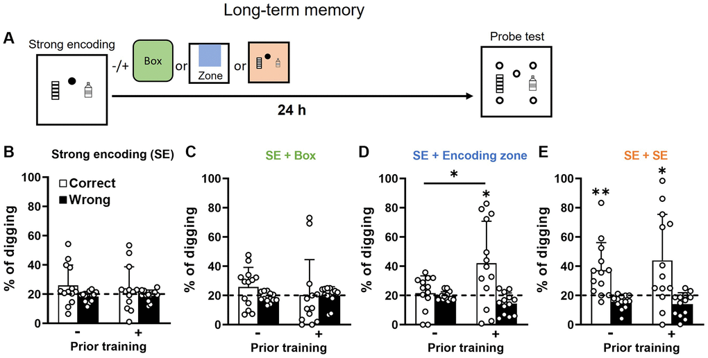 Long-term retention of everyday spatial memory in aging. (A) Rats received a strong encoding (3 rewards, filled circle) trial and 30 min later different memory-modulating events. The novel box was represented in green, the encoding zone was represented in blue, and the second strong encoding trial was represented in orange. Twenty-four hours after encoding, they were tested in a probe trial with 5 non-rewarded sandwells (open circles). (B) After strong encoding, the percentage of correct digging was not different from chance (dashed line) in both groups (No prior training: one-sample t-test, t12 = 1.58, p = 0.14; Priorly trained: t12 = 0.87, p = 0.40). No difference was observed between the two groups (unpaired t-test, t24 = 0.43, p = 0.67) (C) Novel box exposure after encoding did not lead to above-chance performance in both groups (No prior training: one-sample t-test, t12 = 1.59, p = 0.14; Priorly trained, t12 = 0.05, p = 0.96). No difference was observed between the two groups (unpaired t-test, t24 = 0.73, p = 0.48). (D) Exploration in the encoded zone after encoding increased the percentage of correct digging in priorly trained group only (No prior training: one-sample t-test vs. chance, t12 = 0.47, p = 0.65; Priorly trained: one-sample t-test vs. chance, t12 = 2.76, p = 0.017). A significant difference was observed between groups (unpaired t-test, t24 = 2.37, p = 0.03). (E) With a second strong encoding trial, the percentage of correct digging was significantly above chance in both groups (No prior training: one-sample t-test, t12 = 3.31, p = 0.006; Priorly trained: t12 = 2.74, p = 0.02). No significant group difference was observed (unpaired t-test, t24 = 0.65, p = 0.52) Data are presented as mean ± SD. *p **p 
