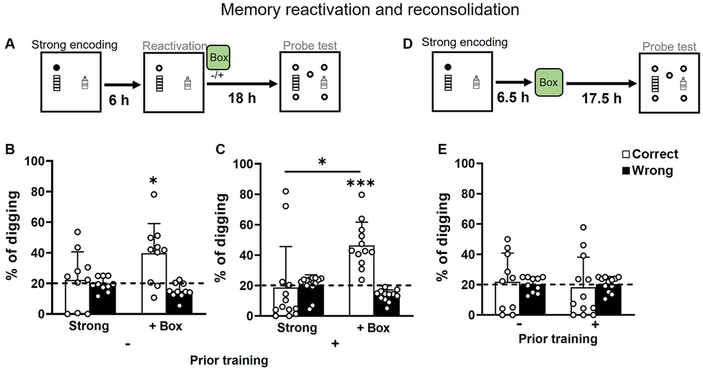 Memory retention after strong encoding and non-rewarded reactivation in aging. (A) Rats received a strong encoding trial (3 rewards, filled circle), a reactivation trial with a non-rewarded sandwell (open circle) at 6 hours later, and a non-rewarded probe trial at another 18 hours later. Exploration in a novel box was introduced or omitted at 30 min after reactivation. (B) In rats without prior training, the percentage of correct digging was not different from chance (dashed line) without novelty (one-sample t-test, t9 = 0.41, p = 0.69, attrition of 2 rats) and was significantly above chance with novelty (one-sample t-test, t9 = 3.21, p = 0.01). No difference was observed between the conditions (paired t-test, t9 = 1.91, p = 0.09; Bonferroni’s multiple comparison test p = 0.18). (C) In rats with prior training, the percentage of correct digging was not different from chance (dashed line) without novelty (one-sample t-test, t12 = 0.18, p = 0.86) and was significantly above chance with novelty (one-sample t-test, t11 = 6.01, p t-test, t11 = 2.84, p = 0.02; Bonferroni’s multiple comparison test p = 0.014). (D) Rats received a strong encoding trial (filled circle), exploration in a novel box at 6.5 hours later, and a non-rewarded probe trial at another 17.5 hours later. (E) The percentage of correct digging was not above chance in either group (No prior training: one-sample t-test, t9 = 0.09, p = 0.93; Priorly trained: one-sample t-test, t11 = 0.31, p = 0.76). Data are presented as mean ± SD. *p ***p 