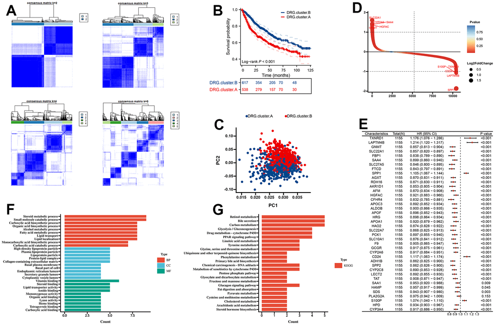Molecular subtypes based on 10 DRG in the meta cohort. (A) Unsupervised consensus clustering based on 10 DRG for 1155 HCC patients in a meta cohort (GSE14520, GSE36376, GSE76427, LIRI-JP, and TCGA-LIHC). (B) Kaplan-Meier curve showed a significant difference between the 2 DRG.clusters. (C) PCA analysis between 2 DRG.clusters. (D) The different genes between the 2 DRG.clusters. (E) The univariate Cox regression analysis between 40 DEGs and overall survival. (F) GO enrichment analysis, (G) KEGG enrichment analysis for the DEGs and prognosis genes between the 2 DRG.clusters.