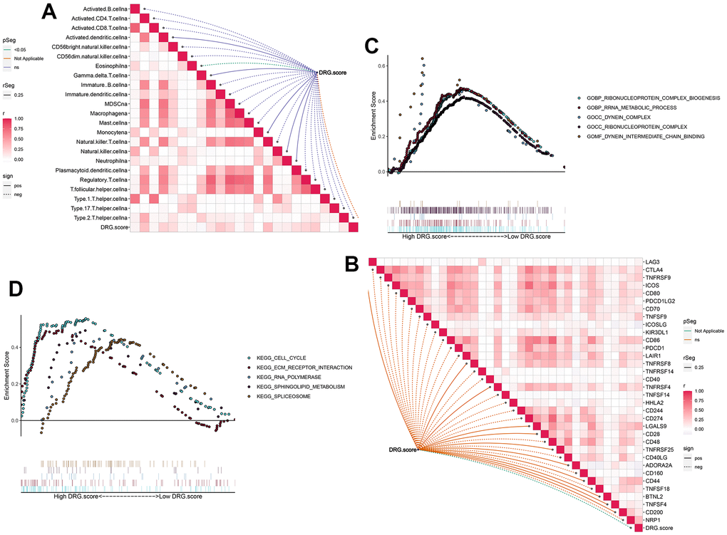 TME between the high and low DRG.score groups. (A) The correlation between DRG.score and different immune cells. (B) The correlation between DRG.score and different immune checkpoint. (C) GSEA GO identified high and low DRG.score groups related signaling pathways in HCC. (D) GSEA KEGG identified high and low DRG.score groups related signaling pathways in HCC.