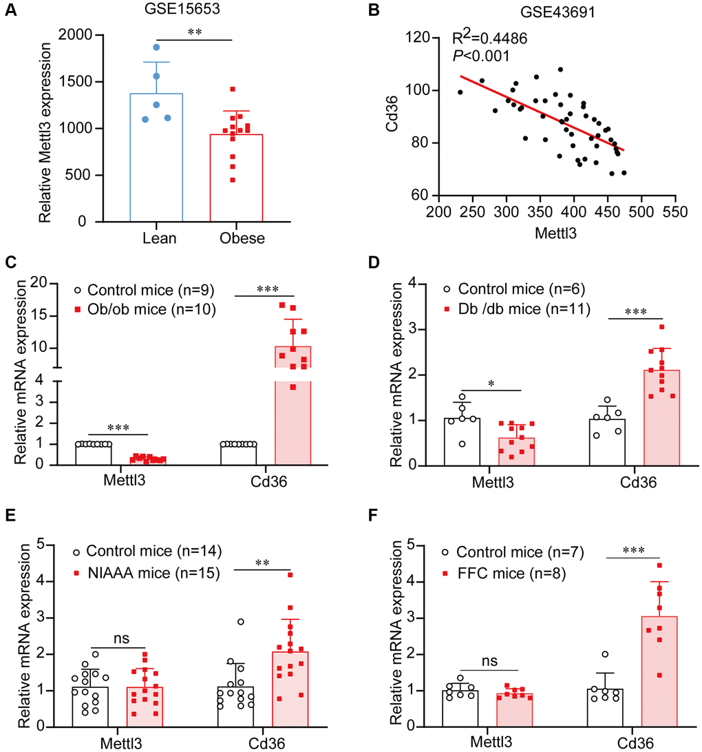 Mettl3 expression is downregulated in liver tissues of patients and mice with obesity. (A) Mettl3 expression is downregulated in the liver of patients with obesity (with or without type 2 diabetes) compared to that in lean individuals from the GEO dataset (GSE15653). (B) The expression of Mettl3 is significantly negatively correlated with Cd36 in liver of obese hyperphagic mice fed with the high-fat diet and control mice from the GEO dataset (GSE43691). (C–F) Relative expression of Mettl3 in the livers of ob/ob (C), db/db (D), NIAAA (E), and FFC (F) mice was detected by qRT-PCR. Data are presented as the mean ± SD. Abbreviation: ns: not significant; *P **P ***P 