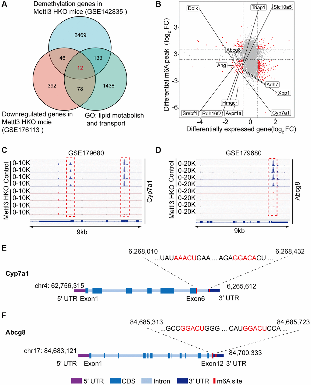 Multiple omics analyses identify the specific targets of lipid disorder caused by Mettl3-mediated m6A modification. (A) Venn diagram showing the number of overlapping Hypo-m6A-methylated mRNAs and downregulated genes in the liver of METTL3 HKO mice. Then the resultant 58 genes were annotated to GO term lipid metabolism and transport and obtained 12 genes. (B) Four-quadrant diagram showing the differentially methylated genes and differentially expressed genes in GSE142835 and GSE176113. (C, D) Peak distribution normalized to input in the genomic regions of Cyp7a1 (C) and Abcg8 (D) in control and METTL3 HKO mice in the GSE179680 dataset is shown. (E, F) Schematic representation of predicted positions of m6A motifs within Cyp7a1 (E) and Abcg8 (F) mRNA.