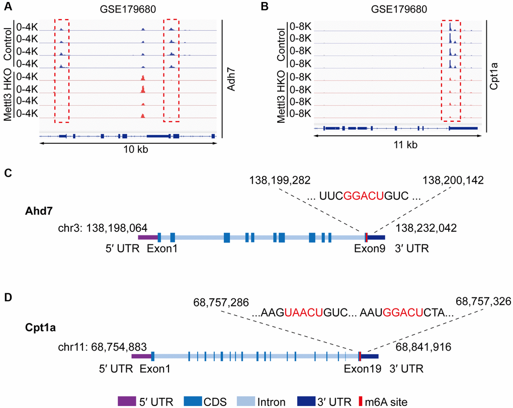 Adh7 and Cpt1a are the potential targets modified by Mettl3-mediated m6A modification in regulating liver lipid metabolism. (A, B) Peak distribution normalized to input in the genomic regions of Adh7 (A) and Cpt1a (B) in control and METTL3 HKO mice in the GSE179680 dataset. (C, D) Schematic representation of predicted positions of m6A motifs within Adh7 (C) and Cpt1a (D) mRNA.