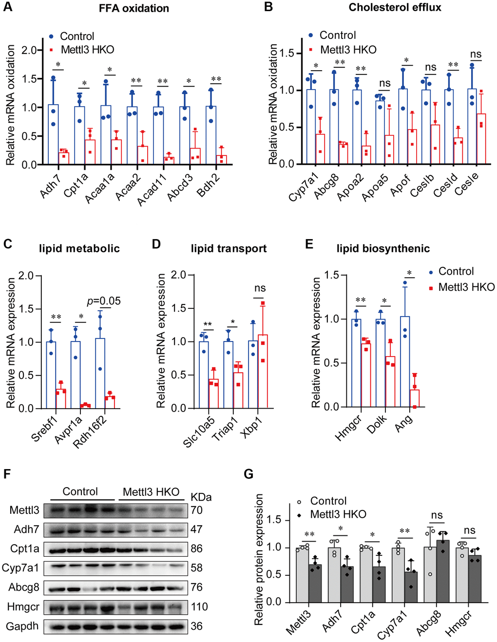 Genes related to lipid metabolism are significantly downregulated in the liver of METTL3 HKO mice. (A–E) qRT-PCR analysis of the mRNA expression of genes related to fatty acid oxidation (A), cholesterol efflux (B), lipid metabolic process (C), lipid transport (D), and lipid biosynthetic process (E) in the liver of METTL3 HKO mice and control mice. (F–G) Representative immunoblotting images (F) and quantitative results (G) for the potential target gene in the liver of METTL3 HKO mice and control mice. Data are presented as the mean ± SD. Abbreviations: FFA: free fatty acid; ns: not significant; *P **P 