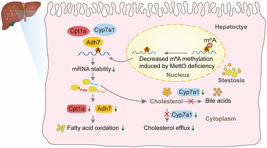 The proposed model of liver lipid accumulation through decreased m6A modification of the lipid metabolism genes mediated by Mettl3 deficiency.