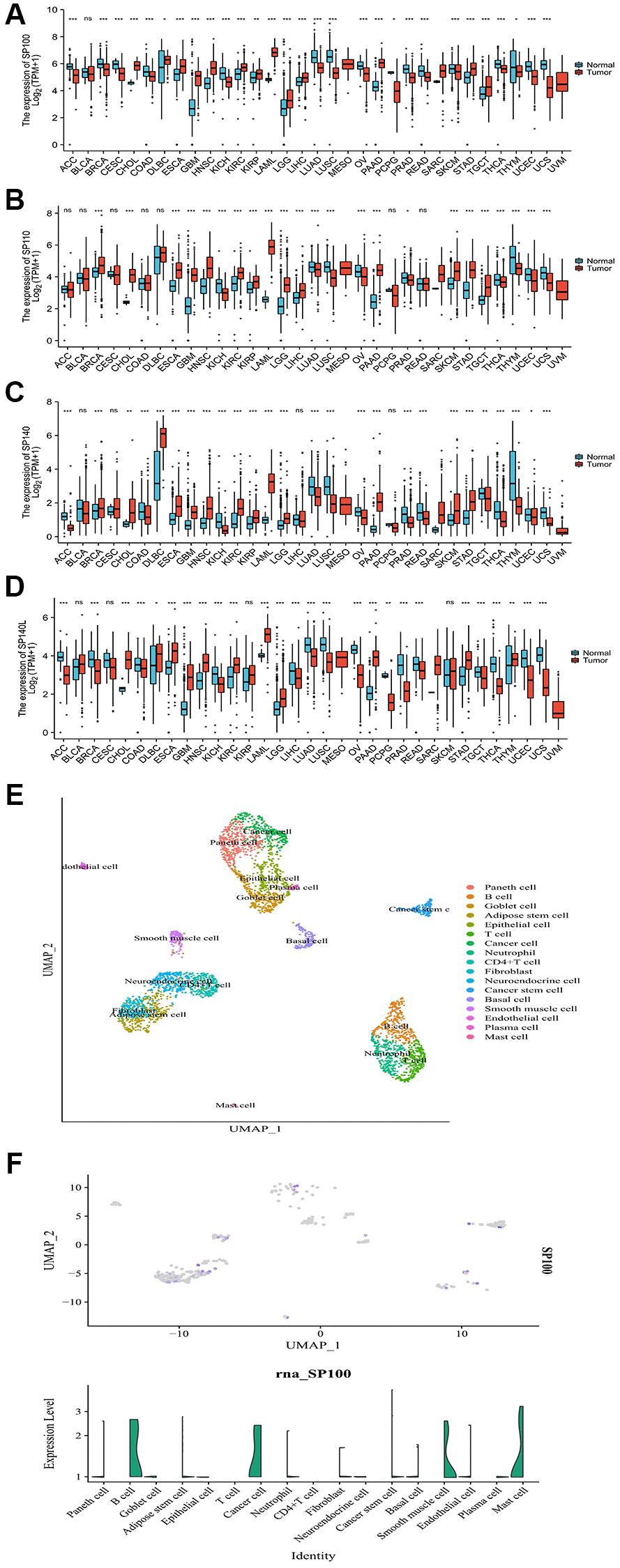 Expression characteristics of SP100 family at the mRNA level in pan-cancer and the single-cell level in PAAD. (A) The mRNA level of SP100; (B) The mRNA level of SP110; (C) The mRNA level of SP140; (D) The mRNA level of SP140L. ns, p ≥ 0.05; *p **p ***p E) The cell group; (F) The single-cell level of SP100.