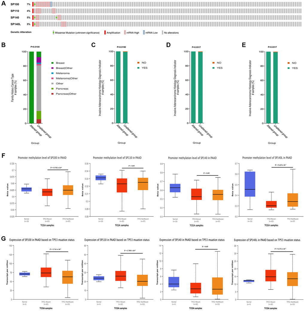 Genetic variation characteristics of SP100 family members in PAAD and relationship of their expression levels with m6A methylation regulators and TP53 mutation status. (A) Genetic variation characteristics of the SP100 family members in PAAD; (B) The amplification and mRNA High mutation of SP100 was significantly correlated with PAAD patients have a family history of breast cancer; (C–E) The amplification and mRNA High mutation of SP110/SP140/SP140L was significantly correlated with PAAD invasion of surrounding tissues; (F) The promoter methylation level of SP100/SP140L in the TP53 mutant PAAD tissue was significantly lower than that in the TP53 wild-type PAAD tissue; (G) The expression level of SP100/SP110/SP140L in the TP53 mutant PAAD tissue was significantly higher than that in the TP53 wild-type PAAD tissue.