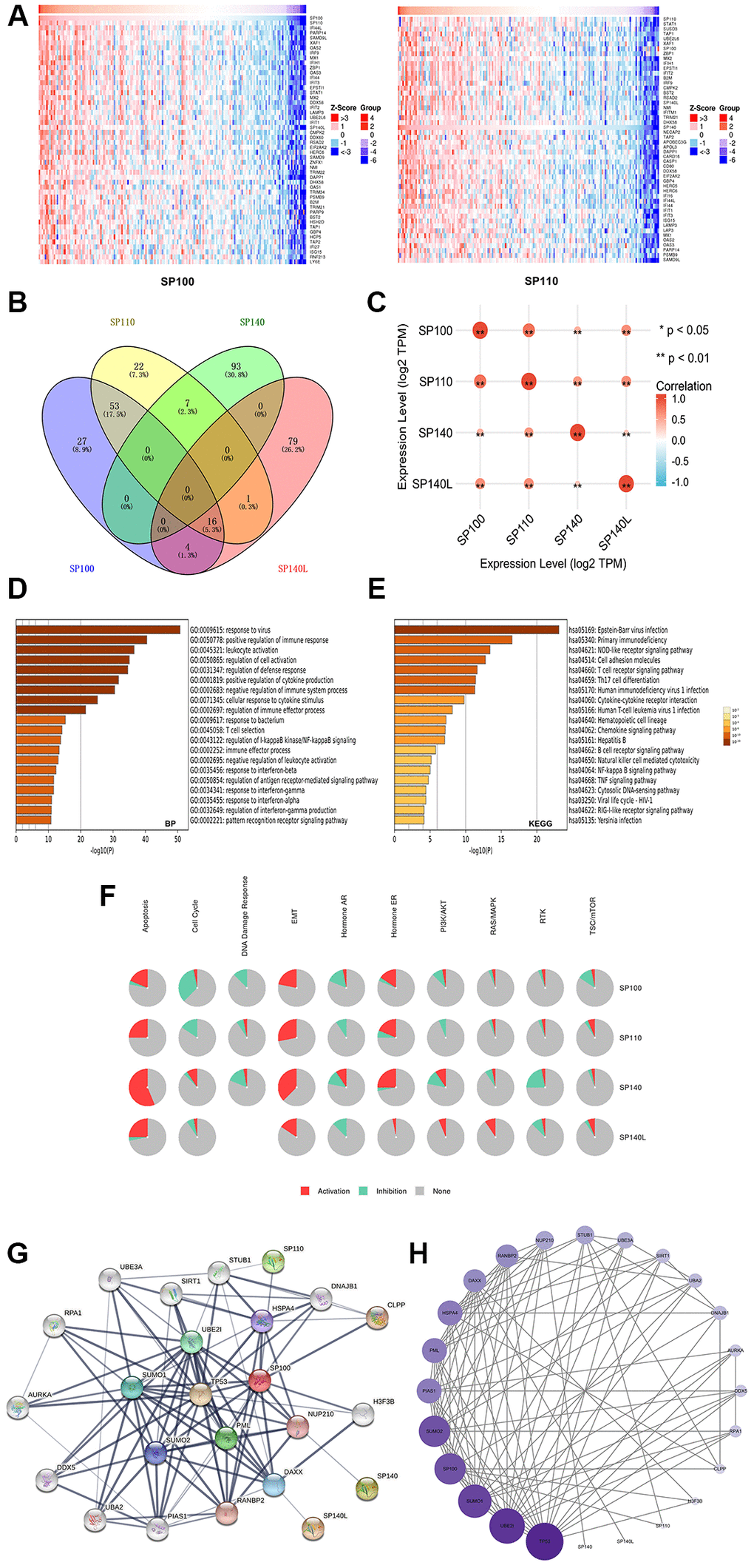 Gene enrichment analysis and PPI network construction of SP100 family in PAAD. (A) Top 50 genes co-expressed with SP100/SP110; (B) The Venn diagram of SP100 family members and their 400 co-expressed genes; (C) SP100 family members are also co-expressed among themselves. *p **p D) The GO enrichment of the BP terms of the SP100 family and its 400 co-expressed genes; (E) The KEGG enrichment of the SP100 family and its 400 co-expressed genes; (F) SP100 family played an activating role in a variety of oncogenic pathways; (G, H) TP53 played an important role in PPI network which was closely related to SP100 family.