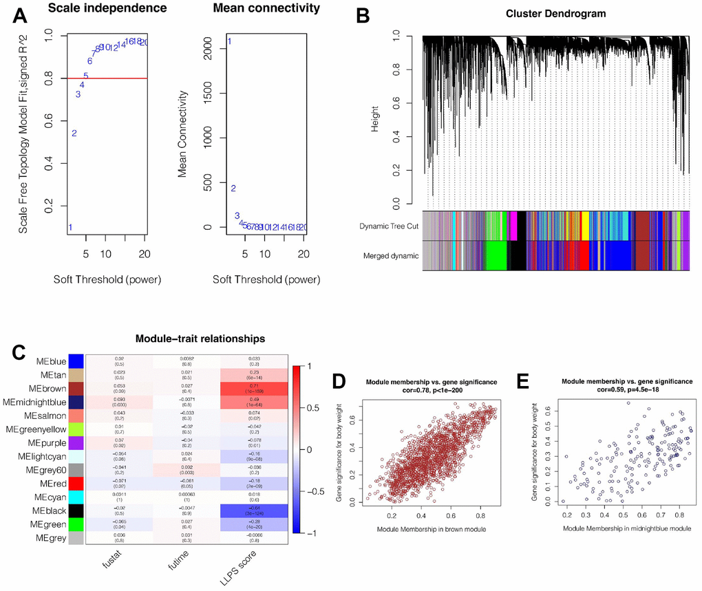 Weighted Co-expression Network Analysis (WGCNA). (A) When the soft domain value is set to 6, data becomes stable and is suitable for WGCNA. (B) Merging of modules. The minimum number of genes for modules was 100, deepSplit = 3, and cutHight =0.4. Finally, 14 non-grey modules were obtained. (C) Brown and midnightblue modules were most strongly correlated with LLPS (cor = 0.71&ppD, E) In brown and midnightblue modules, there was a strong positive correlation between module membership and gene importance (cor = 0.78&pp