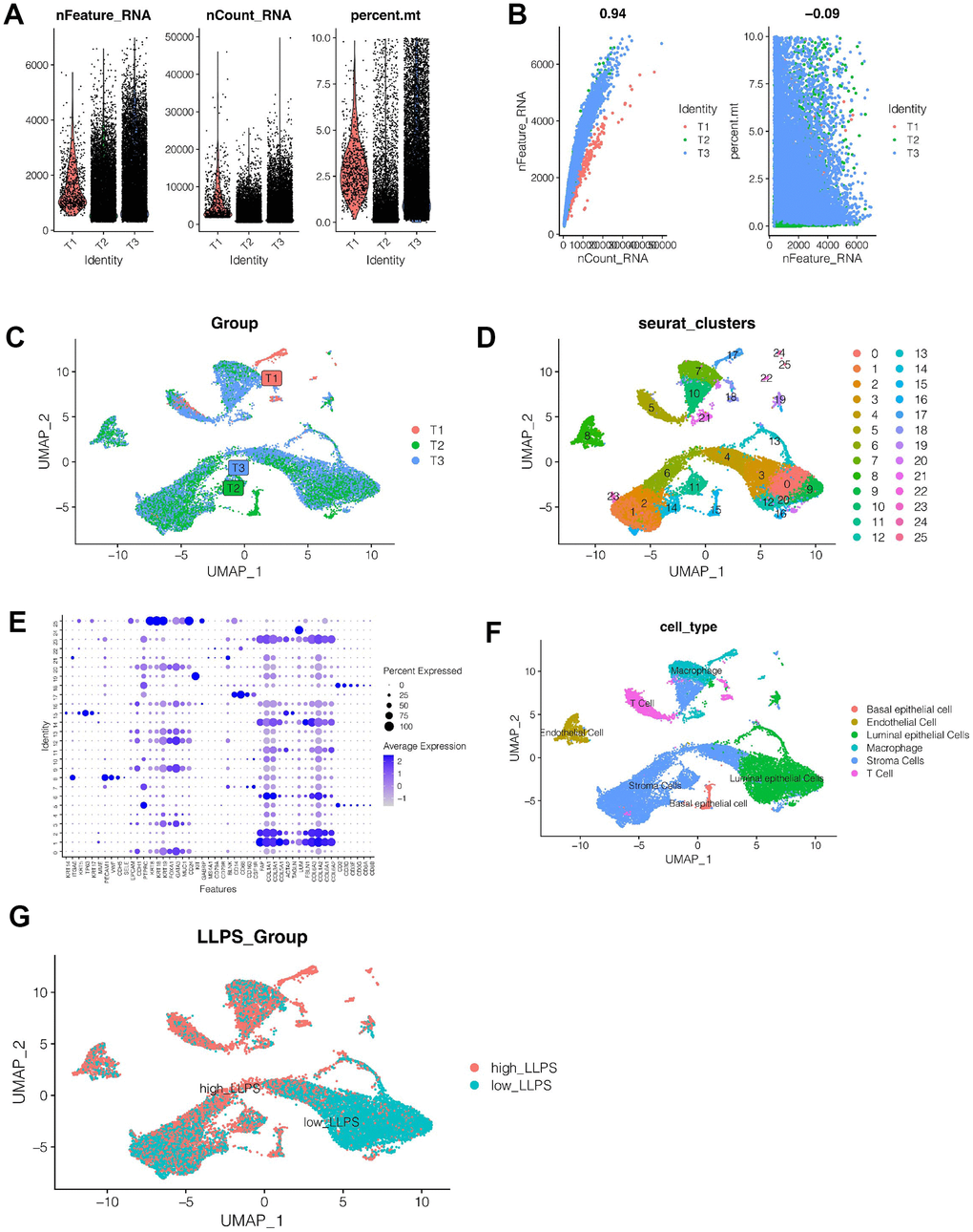 Single cell sequencing analysis. (A, B) Quality control of single cell sequencing data. (C) Cells were evenly distributed among the three samples, and no obvious batch effect was observed. (D) All cells are grouped into 26 clusters. (E, F) Cell annotation. All cells were annotated as basal epithelial cell, endothelial cell, luminal epithelial cells, macrophage, stromal cells and T cells. (G) According to the LLPS-related genes, the cells were divided into high-LLPS group and low-LLPS group, and the differentially expressed genes between the two groups were obtained.