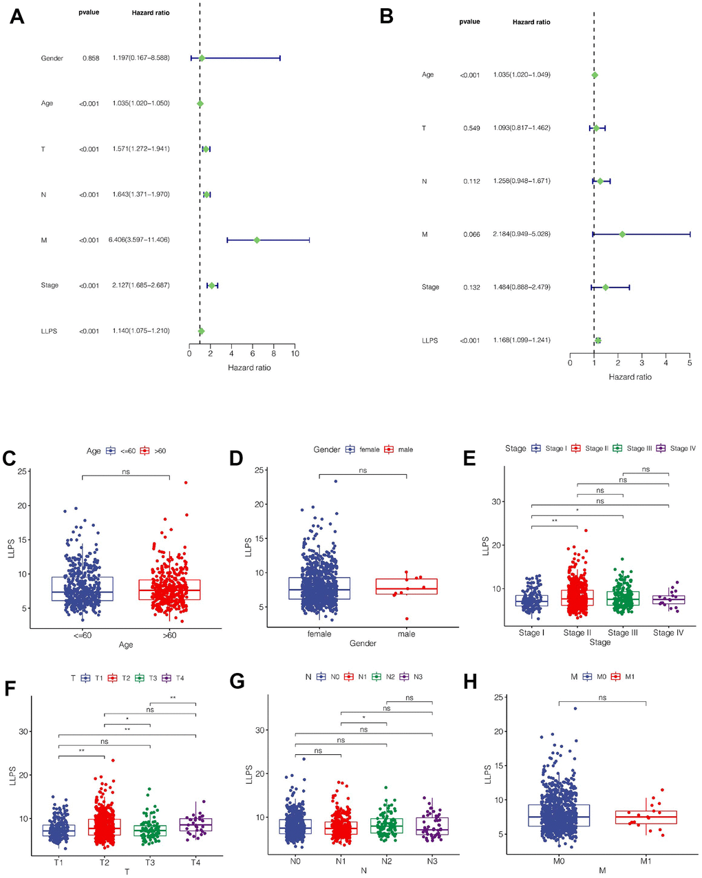 Clinical correlation analysis. (A) Univariate COX regression analysis. (B) Multivariate COX regression analysis. (C–H) The relationship between LLPS score and clinical characteristics such as age, sex, total stage, T stage, N stage and M stage.