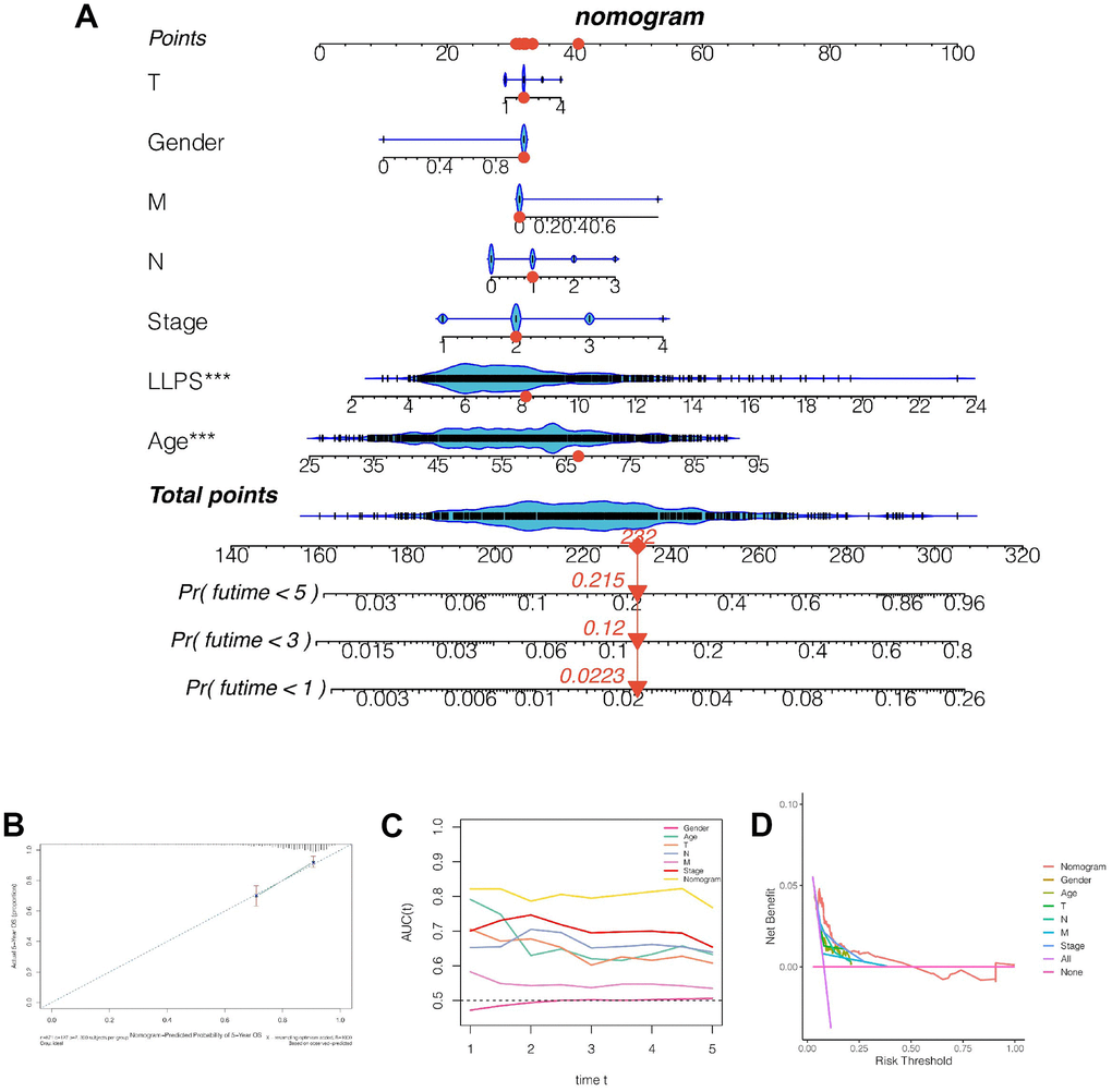 Construction and evaluation of the nomogram. (A) Nomogram combining LLPS score and other clinical features. The 1-, 3- and 5-year mortality rates of patient TCGA-D8-A1x9 were 0.022, 0.120 and 0.215 respectively. (B) Calibration curve. (C) Continuous prognostic ROC found that the AUC fluctuation of nomograms was 0.8. (D) Decision curve was analyzed and it was found that patients benefited the most from clinical intervention based on model value LLPS.