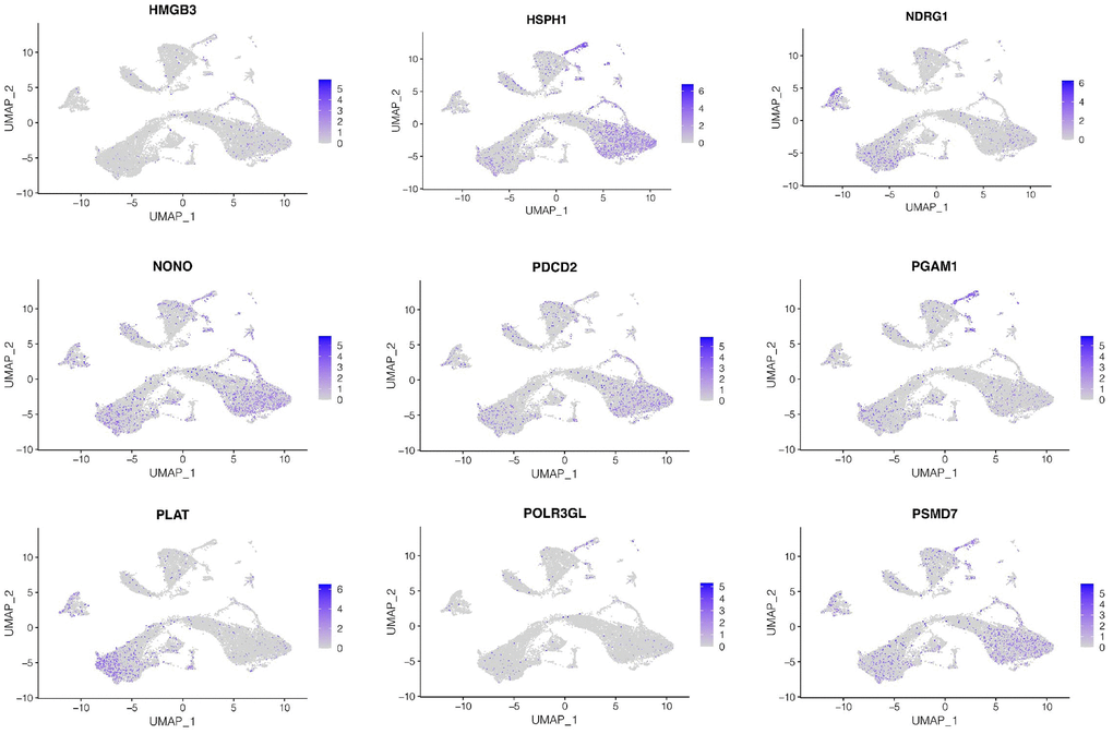 Cellular localization of model genes. The expression of genes in the model at the single-cell level. HMGB3 and HSPH1 were mainly expressed in luminal epithelial cells, NDRG1 and PLAT were mainly expressed in stroma cells, while NONO, PDCD2, PSMD7, PAGM1 were mainly expressed in luminal epithelial cells and stroma cells, while POLR3GL was low in all cell types.