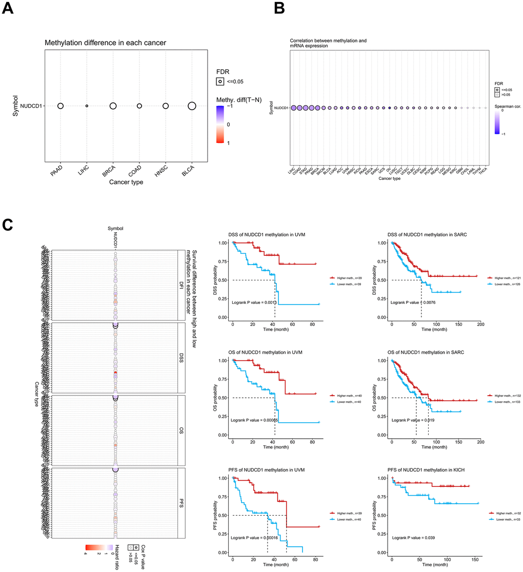 Methylation analysis of NUDCD1 in different cancer types. (A) Methylation differences between tumor and normal samples of NUDCD1 (data from GSCA). (B) Correlations between methylation and mRNA expression of NUDCD1 in the specific cancers (data from GSCA). (C) Survival differences between high and low methylation of NUDCD1 in specific cancers (data from GSCA).