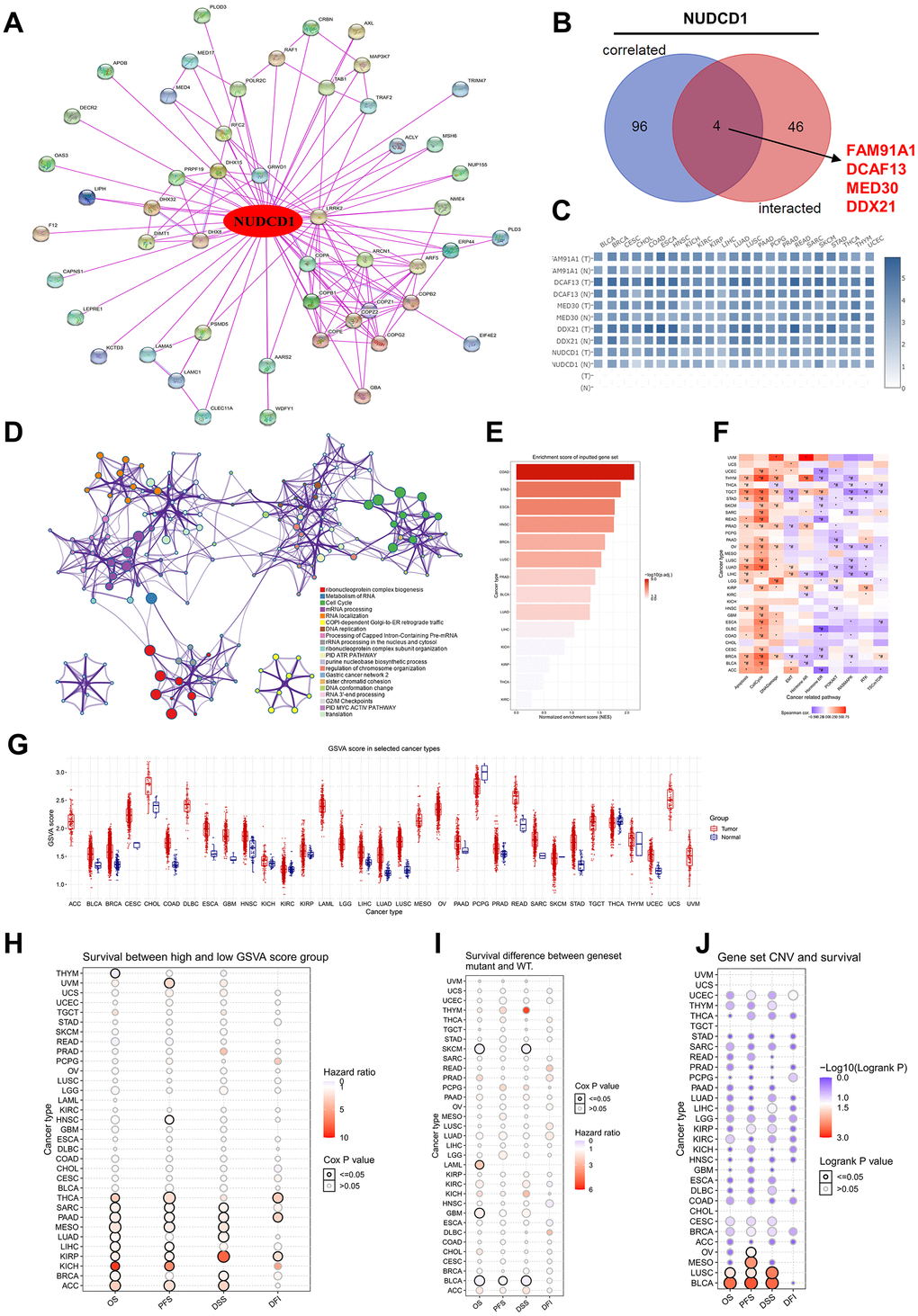 Enrichment analysis of NUDCD1-related partners. (A) NUDCD1-interacting proteins identified using STRING. (B) Wayne diagrams of intersection analyses of NUDCD1-correlated and inter-acting genes (data from GEPIA2 and STRING). (C) Corresponding heat maps of 4 NUDCD1-related genes in specific cancer types (data from GEPIA2). (D) Pathway and process enrichment analysis of 146 NUDCD1-related genes; a subset of enriched terms was selected and rendered as a network plot as indicated. (E) Enrichment scores for NUDCD1-related genes in the detailed cancers (data from GSCA). (F) Associations between GSVA score and activity of cancer related pathways (data from GSCA). (G) GSVA scores of NUDCD1-related genes in the detailed cancer types. (H) Survival differences between high and low GSVA score groups in multiple cancers (data from GSCA). (I) Survival differences between NUDCD1-related gene set mutant and WT (data from GSCA). (J) Survival differences between NUDCD1-related gene set CNV groups (amplification, deletion and WT) from GSCA database.