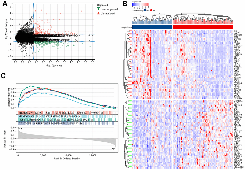 Identification of differentially expressed genes (DEGs) in patients with lung adenocarcinoma (LUAD) with and without mucin 16 (MUC16) mutation. (A) Volcano plot and (B) heatmap of the identified DEGs. (C) Gene set enrichment analysis (GSEA) of samples with and without MUC16 mutation.