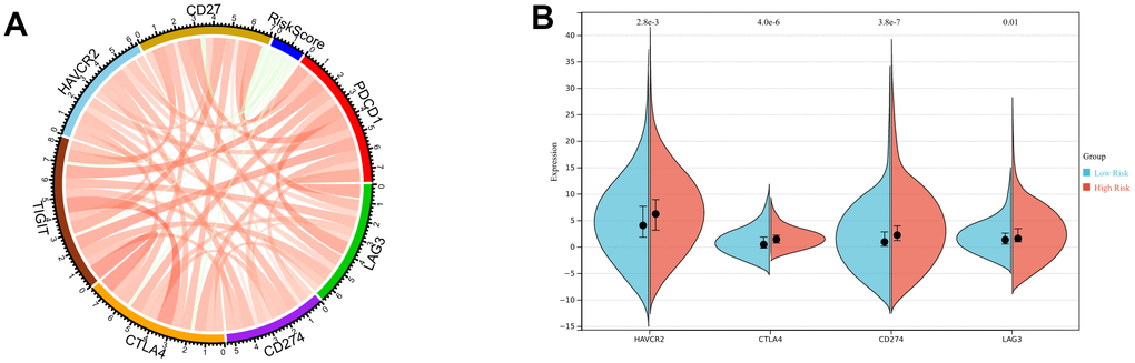 Enrichment analysis of the immune prognostic model. (A) Correlation of the risk score with the expression of several prominent immune checkpoint molecules. (B) Violin plots illustrating immune checkpoint molecules at significant levels between high-risk and low-risk patients.