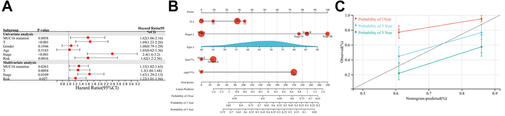 Relationship between the immune prognostic model (IPM) and other clinical information. (A) Univariate and multivariate regression analyses of the relationship between the IPM and clinicopathological features regarding prognostic value. (B) Nomogram for predicting the probability of 1-, 3-, and 5-year overall survival (OS) in lung adenocarcinoma (LUAD) patients. (C) Calibration plot of the nomogram for predicting the probability of OS at 1, 3, and 5 years.