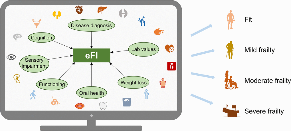 Schematic diagram illustrating construction of an electronic frailty index (eFI). Theoretically, any age-related diseases, signs, symptoms, disabilities, and lab values that are available within the electronic health records can be used for constructing the eFI. It is calculated as the sum of deficits divided by the total number of non-missing items (generating a score ranging from 0 to 1) and is usually categorized into three to four groups, where a higher level of frailty is associated with increased risk of mortality.
