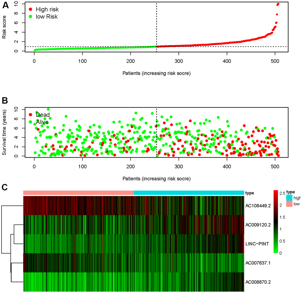 Starvation-related risk score model. The risk score of SRSM and the low-risk group was distributed on the left side by the median risk score (A). The survival status of ccRCC patients with the value of different risk scores (B). The heatmap of expressions of LINC-PINT, AC008870.2, AC108449.2, AC009120.2 and AC007637.1 in the SRSM (C).