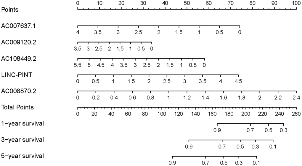 Clinical underlying application of SRSM. The nomogram of SRSM could predict 1-, 3- and 5-year survival probabilities of ccRCC patients by detecting the expressions of sSR-LncRs.