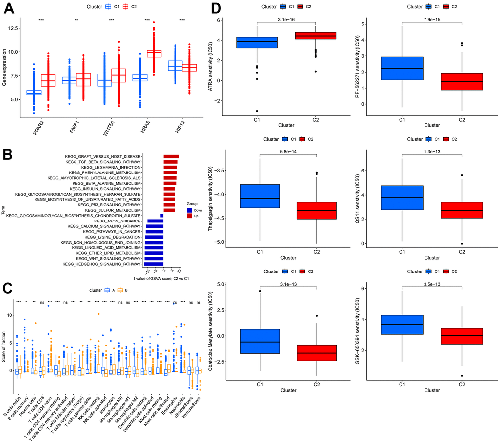 Comprehensive analysis between different clusters. (A) The expression level of WNT5A, FNIP1, PPARA, HRAS, HIF1A. (B) The GSVA analysis between 2 clusters. (C) Difference in distribution of immune cells in different cohorts. (D) The sensitivity to different drugs in different cohorts.