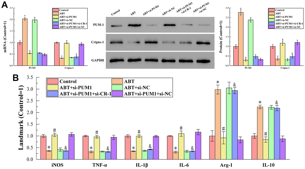 (A) The results of RT-qPCR and Western blot analysis. (B) The results of ELISA detection. The specific values were: 6.00 ± 0.38 U/L (iNOS), 938.94 ± 28.84 ng/L (TNF-α), 122.77 ± 7.12 ng/L (IL-1β), 123.13 ± 1.14 pg/mL (IL-6), 6.45 ± 1.45 U/L (Arg-1), 557.30 ± 55.87 pg/mL (IL-10). The symbol * means p p p 