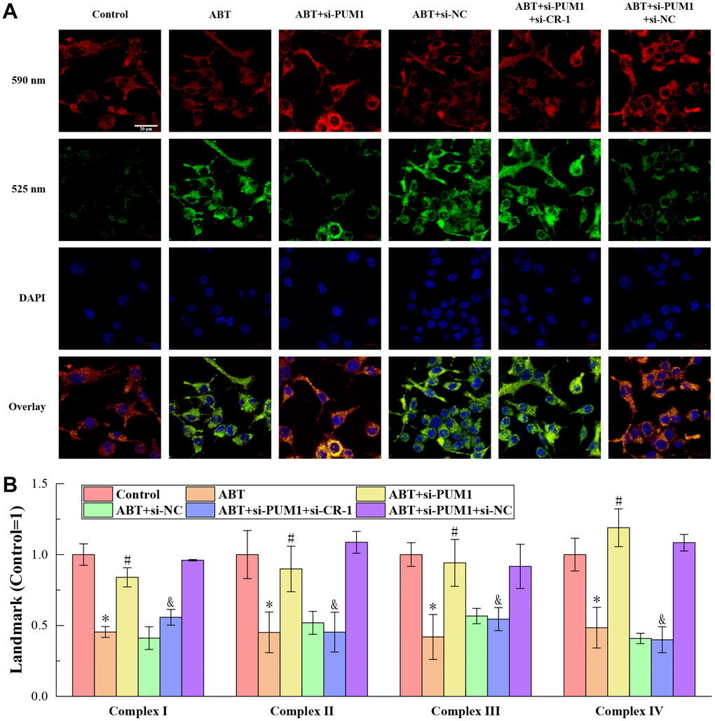 (A) The results of JC-1 staining. (B) The results of ELISA detection. The specific values were: 43.83 ± 3.31 U/mL (complexes I), 118.69 ± 20.04 U/mL (complexes II), 72.11 ± 6.01 U/mL (complexes III), 111.66 ± 12.90 U/mL (complexes IV). The symbol * means p p p 