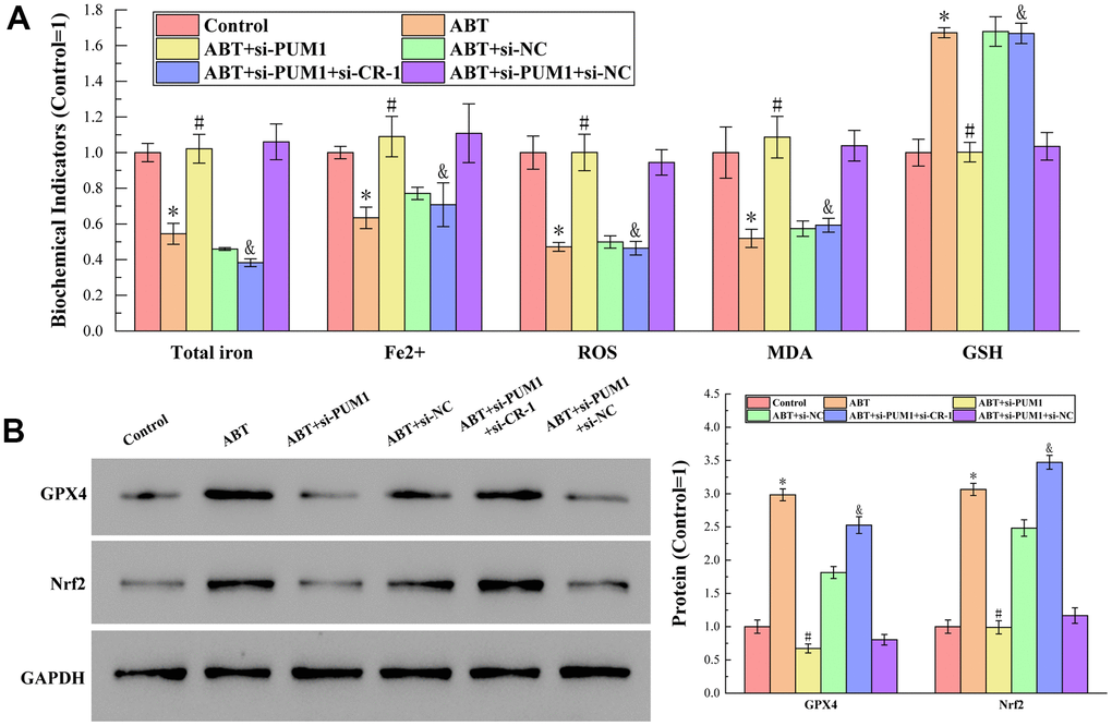 (A) The results of detecting total iron content, Fe2+ content, ROS, MDA and GSH content by corresponding test kits. The specific values were: 7.77 ± 0.40 nmol (Total iron), 3.18 ± 0.11 nmol (Fe2+), 2101.55 ± 194.88 RLU/mgprot (ROS), 12.24 ± 1.76 nmol/mL (MDA), 542.25 ± 40.64 μmol/L (GSH). (B) The results of Western blot analysis of protein GPX4 and Nrf2 content. The symbol * means p p p 