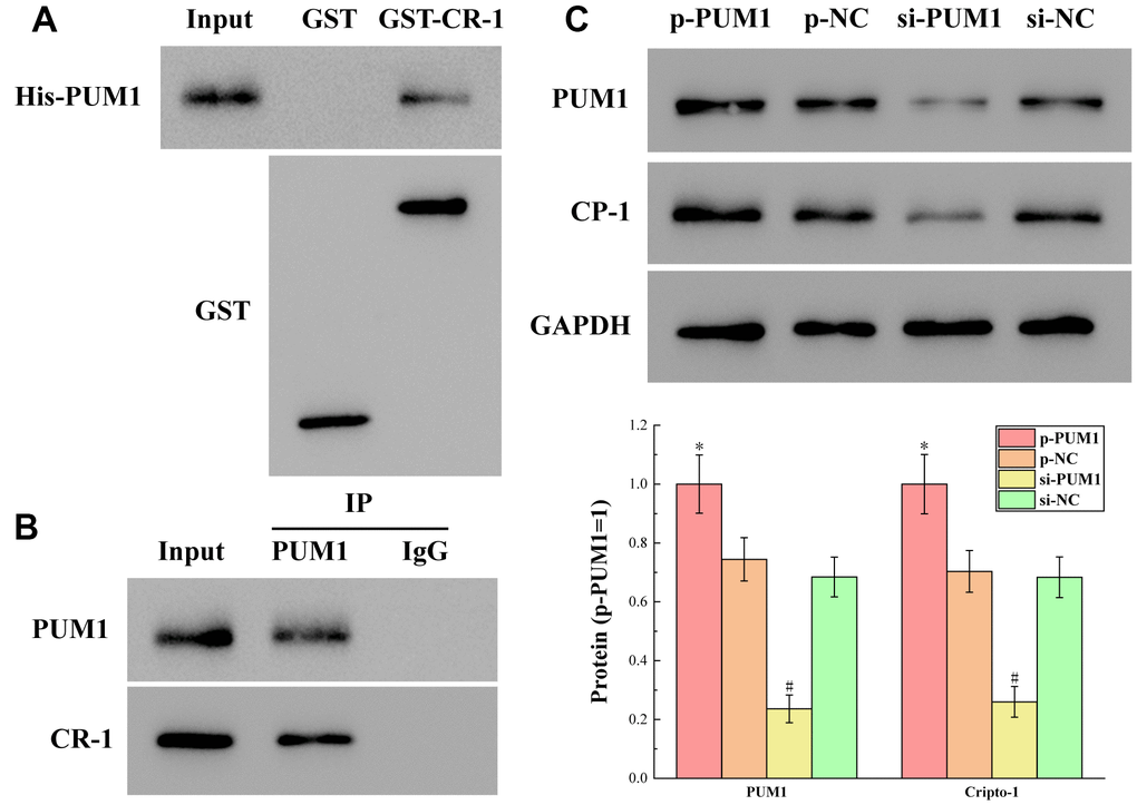 (A, B) The results of detecting the binding of PUM1 to Cripto-1 by GST pull-down and CO-IP experiments. (C) The results of the protein expression levels of PUM1 and Cripto-1 in each group in which the expression level of PUM1 was regulated by gene editing. The symbol * means p p 