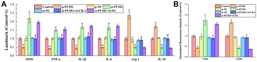 (A) The results of ELISA detection. The specific values were: 4.21 ± 0.31 U/L (iNOS), 769.18 ± 56.63 ng/L (TNF-α), 107.25 ± 4.66 ng/L (IL-1β), 100.43 ± 5.16 pg/mL (IL-6), 7.50 ± 0.73 U/L (Arg-1), 623.92 ± 44.92 pg/ mL (IL-10). (B) The results of flow cytometry detection. The symbol * means p p 