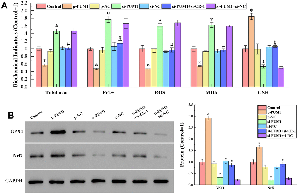 (A) The results of detecting total iron content, Fe2+ content, ROS, MDA and GSH content by corresponding test kits. The specific values were: 6.45 ± 0.35 nmol (Total iron), 3.40 ± 0.15 nmol (Fe2+), 2170.78 ± 183.53 RLU/mgprot (ROS), 15.09 ± 0.97 nmol/mL (MDA), 470.79 ± 38.25 μmol/L (GSH). (B) The results of Western blot analysis. The symbol * means p p 