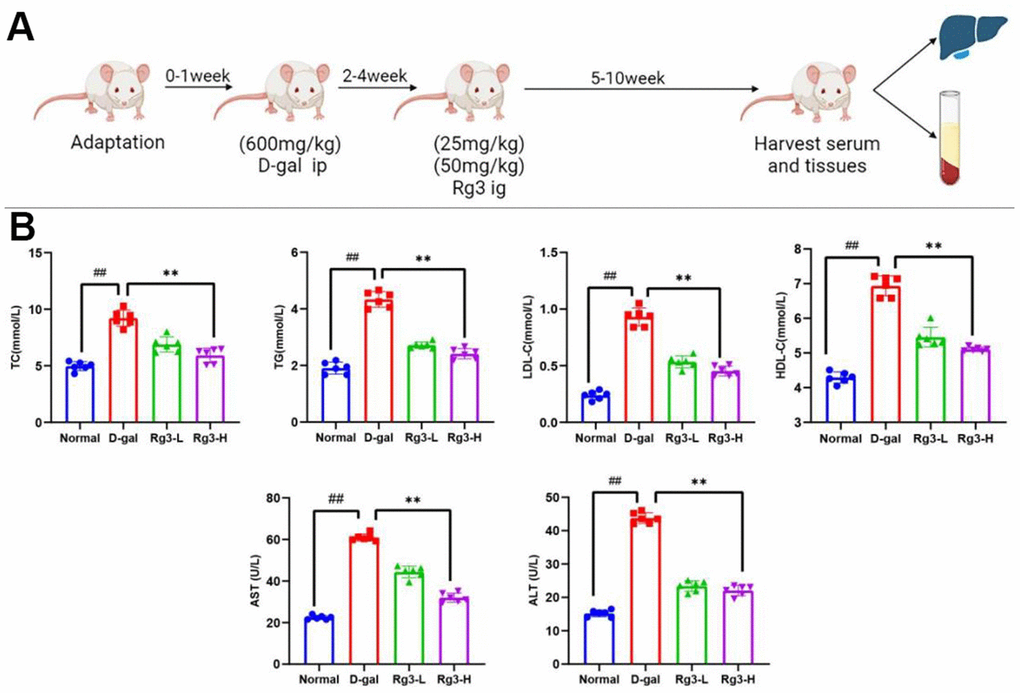 (A) Sketch map showing D-galactose mediated mouse aging and damage models. (B) Serum lipid metabolism and liver function indexes in mice. Results are represented by mean±S.D. #p