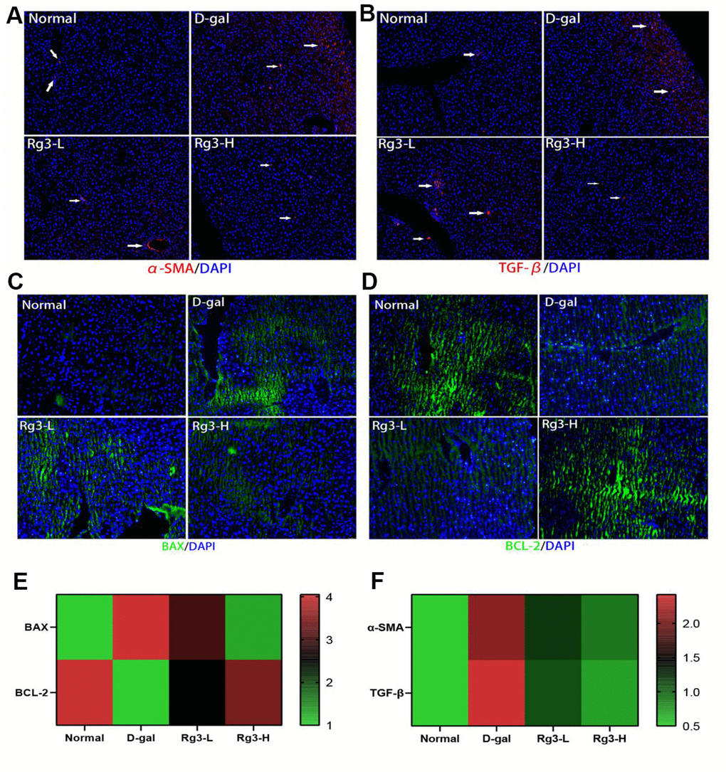 Immunofluorescence section of mouse liver fibrosis and apoptosis-related factors. (A) Immunofluorescence section of mouse liver with α-SMA. (B) Immunofluorescence section of mouse liver TGF-β. (C) Immunofluorescence section of BAX in mouse liver. (D) Immunofluorescence section of BCL-2 within mouse liver. (E) Immunofluorescence quantification of BAX/BCL-2 within mouse liver. (F) Immunofluorescence quantification of α-SMA/TGF-β in mouse liver.