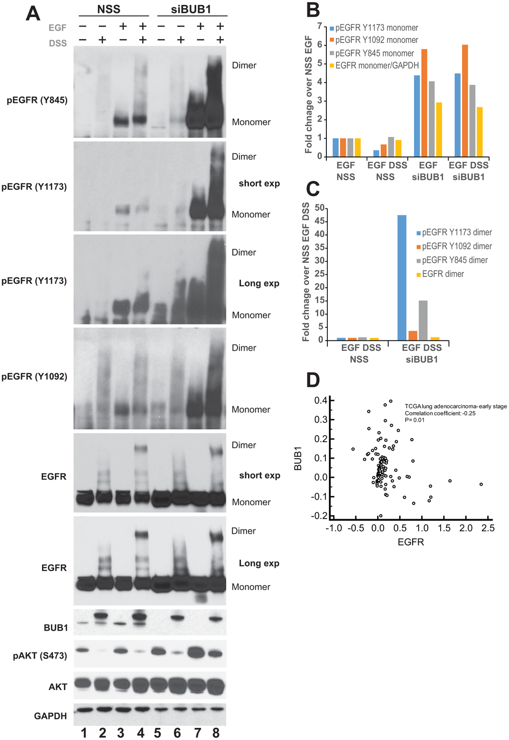 BUB1 depletion stabilizes EGFR. (A) A549 cells were transfected with non-targeting control scrambled (NSS) siRNA or BUB1siRNA. 48 hours post-transfection cells were cross-linked with 100 μM DSS for 30 minutes followed by 30 ng/mL EGF for an additional 30 minutes. Resulting lysates were resolved on SDS-PAGE gels and probed with indicated antibodies. (B) Quantitation of western blots from (A) only the monomer species of EGFR is plotted. Control siRNA (NSS) transfected, EGF treated lanes were set as 1 fold and used as a baseline for estimating fold enrichment in other samples. (C) Quantitation of pEGFR and EGFR dimers from SDS and EGF treated lanes only (lanes 4 and 8 only in A). NSS transfected lane was set as 1 fold and used as a baseline for estimating fold enrichment in BUB1 siRNA transfected samples. (D) Gene expression values from non-metastatic adenocarcinoma samples (N=331) from TCGA lung dataset were log2 transformed and median centered and correlation coefficient (r) was calculated. BUB1 and EGFR expression is expressed as log2 transformed values. Correlation coefficient and p-value are listed.