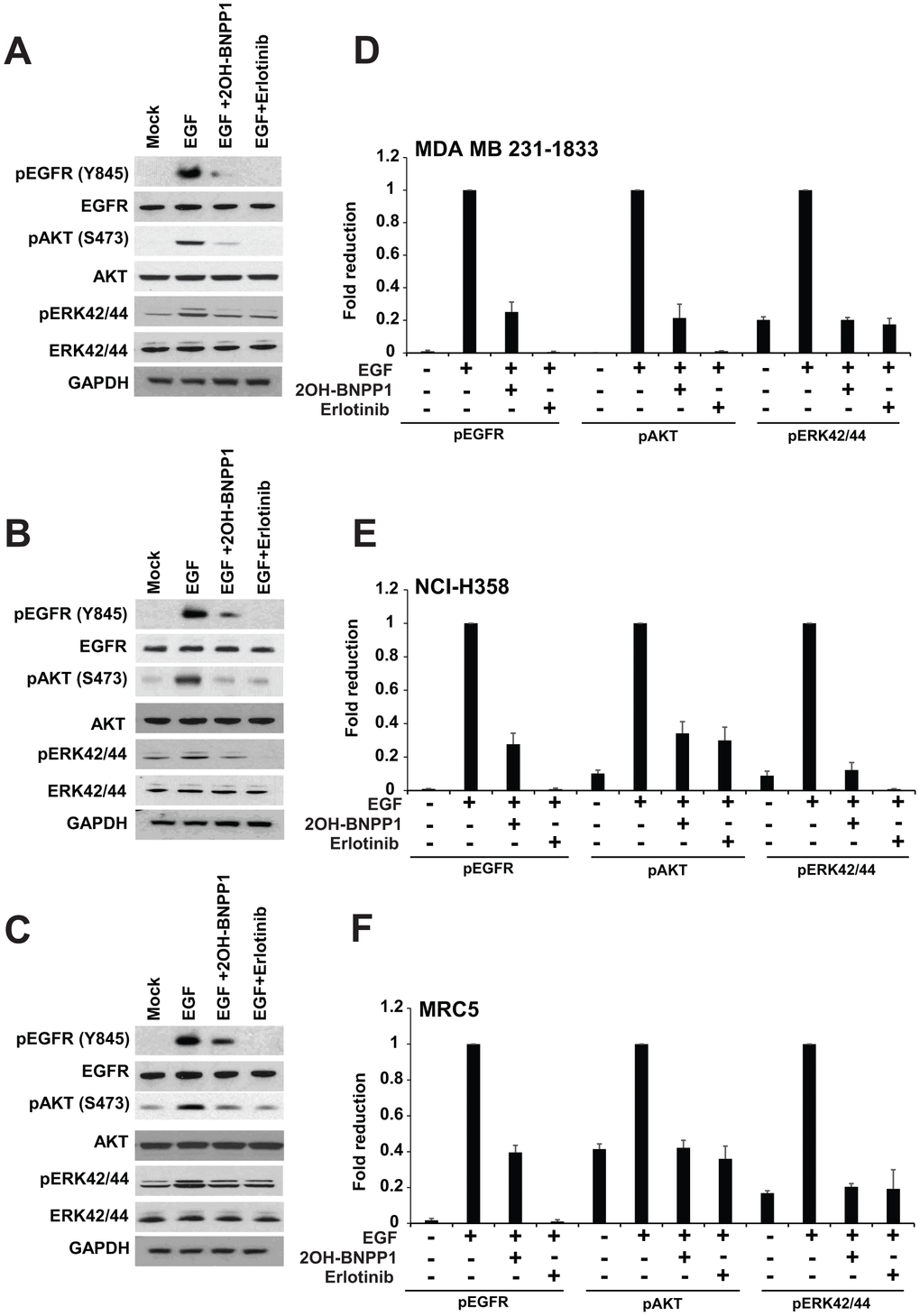 BUB1 inhibition blocks EGFR signaling. MDA-MB-231-1833 (A) NCI-H358 (B) and MRC5 (C) cells were starved and pretreated with BUB1 kinase inhibitor 2OH-BNPP1 (10 μM) or EGFR inhibitor erlotinib (10 μM) for 1 hour followed by EGF (30 ng/mL) treatment for an additional 30 minutes. Resulting lysates were run on 4-12% Bis-Tris SDS-PAGE gels, transferred to PVDF membranes and probed with indicated antibodies. (D–F) western blots for phosphorylated proteins from (A–C) were quantitated (three separate biological repeats) using ImageJ and plotted.
