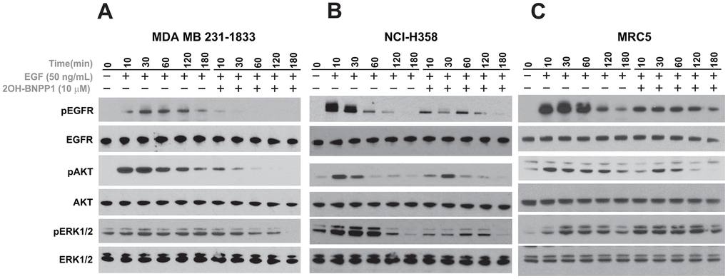 BUB1 inhibition reduces EGFR activation. MDA-MB-231 (A) NCI-H358 (B) and MRC5 (C) cells were serum starved and pre-treated with 10 μM 2OH-BNPP1 for 1 hour followed by 50 ng/mL EGF. Cells were harvested at the indicated time-points (10-180 minutes) after EGF treatment. Whole cell lysates from these samples were resolved on SDS-PAGE gels and transferred to PVDF membranes. The membranes were blocked with 5% de-fatted milk-TBST and probed with pEGFR (Y845), pAKT (S473), and pERK1/2 antibodies. The blots were also probed with antibodies raised against total proteins.