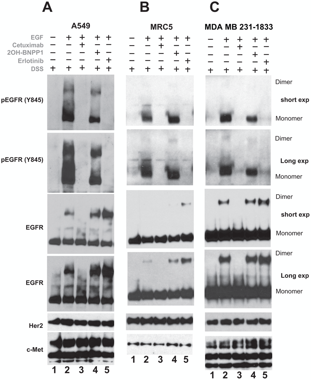 Inhibition of BUB1 kinase activity reduces EGFR active dimers without affecting inactive-EGFR dimers. A549 (A) MRC5 (B) and MDA-MB-231-1833 (C) cells were serum starved for 3-4 hours, pretreated with 2OH-BNPP1 (10 μM), erlotinib (10 μM) or cetuximab (50 μg/mL) for 1 hour followed by EGF (50 ng/mL) for 10 min. DSS (200 μM) was added for an additional 20 minutes. Total cell lysates were made, resolved on 3-8% gels and probed with pEGFR (Y845), EGFR, Her2 and c-Met antibodies.