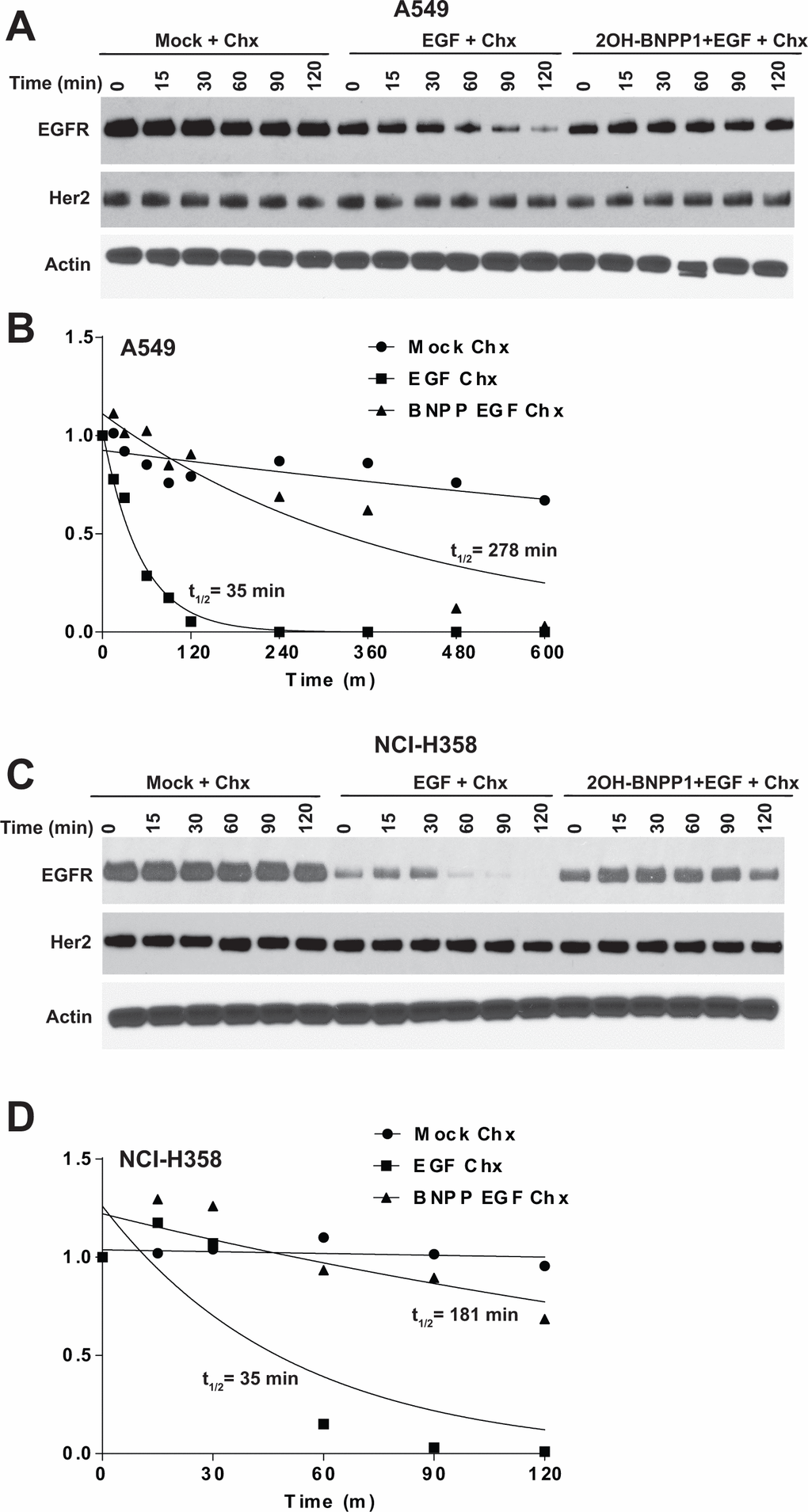 Inhibition of BUB1 kinase activity by 2OH-BNPP1 prolongs EGFR half-life. (A) A549 lung adenocarcinoma cells were treated with 2OH-BNPP1 (10 μM) and Cycloheximide (50 μg/ML) for 1 hour followed by EGF (50 ng/mL). Cells were harvested at different time points after EGF treatment and resulting lysates were run on SDS-PAGE gels and probed with EGFR, Her2 and Actin antibodies. (B) Densitometric analysis of EGFR blots in A549 was performed using ImageJ. Resulting data was analyzed in MS-Excel. The protein half-life plots (t1/2) were generated using GraphPad Prism. The plots are of combined data from 2-3 biological repeats is shown. (C, D) NCI-H358 cell lines was treated similar to A549 and EGFR protein half-life was estimated by densitometric analysis.