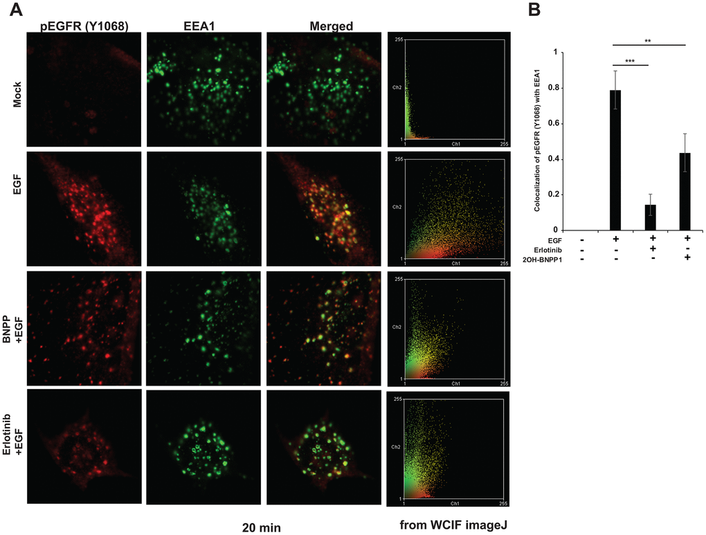 BUB1 inhibitor reduces endocytosis of active EGFR in MDA-MB-231-1833 cells. (A) Cells were plated on glass coverslips, serum starved for 3-4 hours and pretreated with 2OH-BNPP1 (10 μM) or erlotinib (10 μM) for 1 hour followed by EGF treatment (50 ng/mL). Cells were fixed at different time points (5, 20, 40 and 80 minutes) post EGF treatment and processed for staining with pEGFR (Y1068) and EEA1 antibodies. Representative confocal images 20 minutes post EGF treatment are shown. (B) co-localization of pEGFR (Y1068) with EEA1 was estimated on ImageJ using JACOMP plugin. Data at 20 min post EGF treatment is plotted. Two-sided students t-test was performed on MS-Excel (p values, ** = 0.00097, ***=3.17 X 10-5).