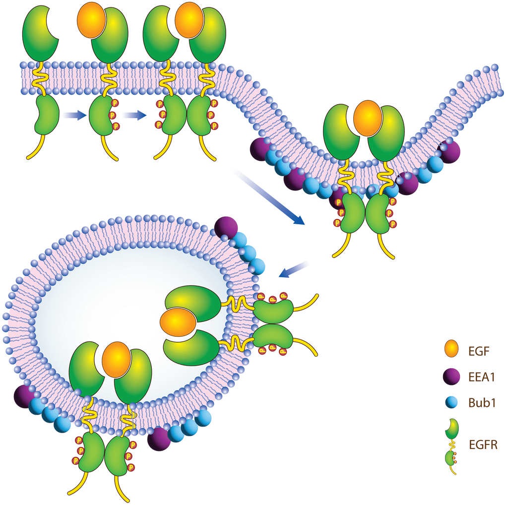 Proposed model of how BUB1 may regulate EGFR receptor endocytosis.