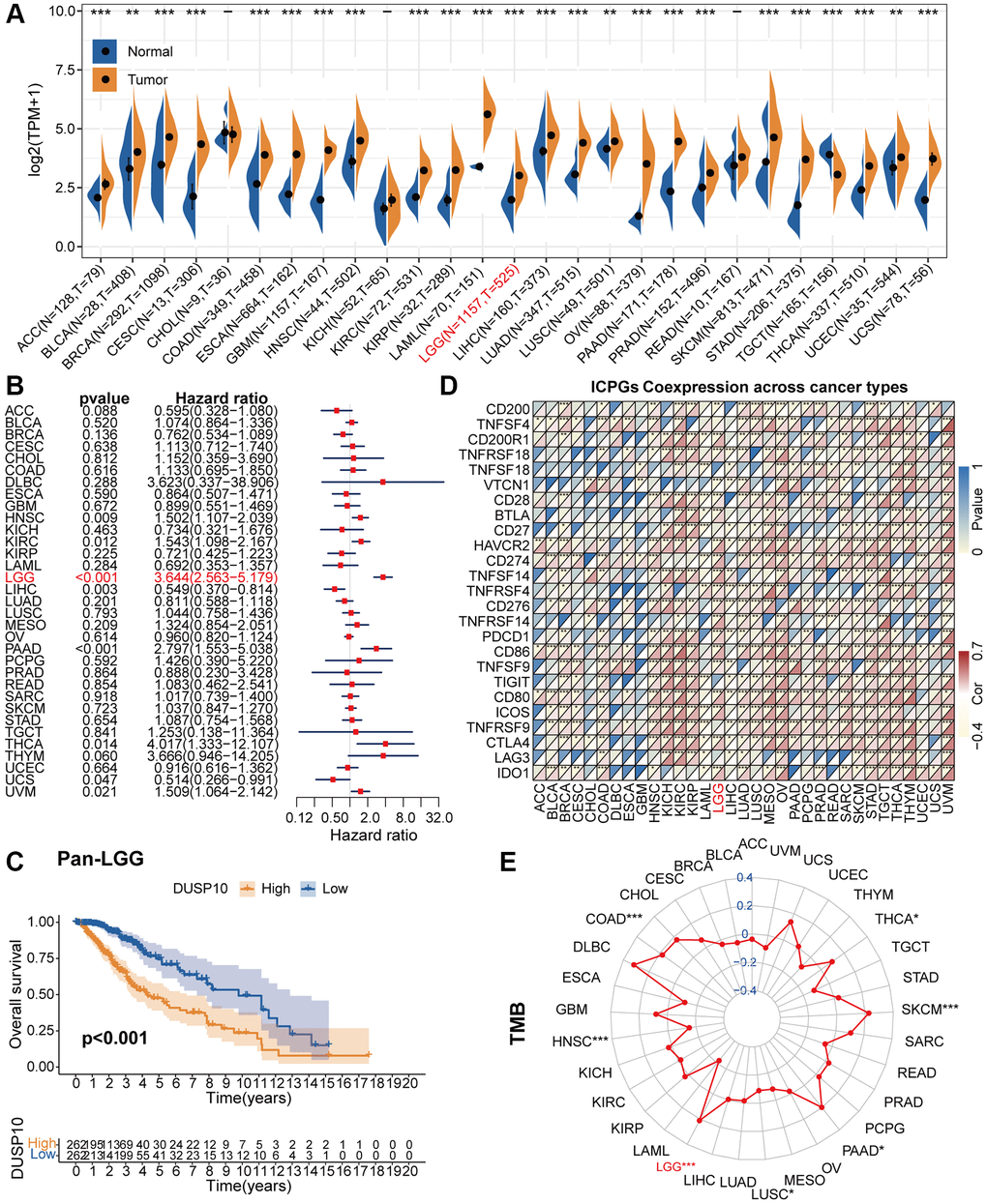 Pan-cancer analysis of DUSP10. (A) Differential expression of DUSP10 in normal and cancer tissues. (B) Univariate Cox regression analysis of DUSP10 expression in various tumors. (C) Kaplan-Meier analysis of DUSP10 in pan-LGG. (D) Co-expression of DUSP10 and ICPGs in different cancers. (E) Differential TMB in diverse cancers. *P **P ***P 