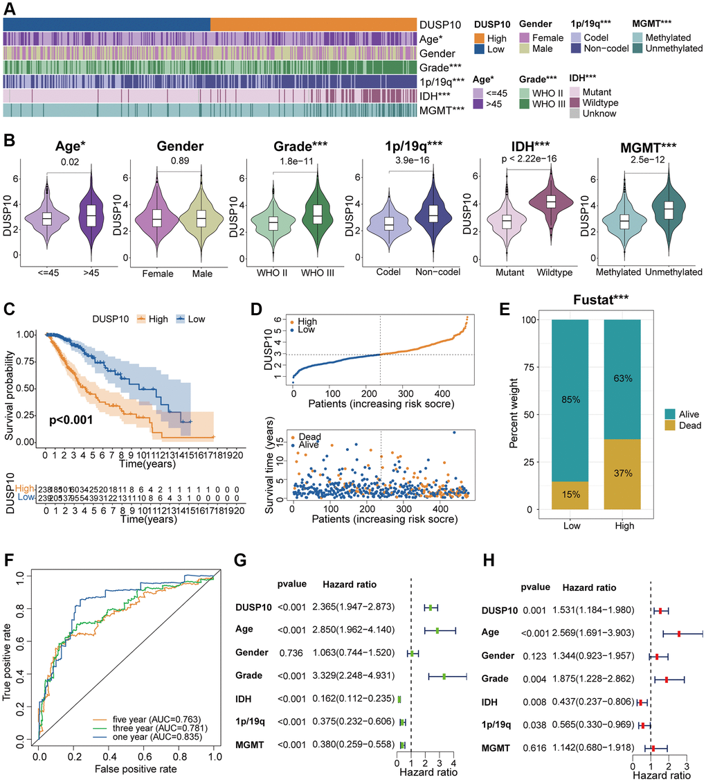 Clinical correlation analysis of DUSP10 in TCGA. (A) Association between DUSP10 expression and clinical traits of LGG in TCGA. (B) Variance analysis of DUSP10 expression in different clinical features (including age, gender, grade, and 1p/19q, IDH, and MGMT statuses) in the TCGA dataset. (C) Prognostic analysis of high-DUSP10 and low-DUSP10 subtypes in the TCGA dataset. (D) Distribution of risk score, OS, and OS status of high-DUSP10 and low-DUSP10 subtypes in the TCGA dataset. (E) Different proportions of the living situation between the two subtypes. (F) ROC curves representing the predictive role of the risk score in TCGA. (G, H) Univariate and multivariate Cox analyses of DUSP10 expression and clinicopathological characteristics in TCGA. *P **P ***P 