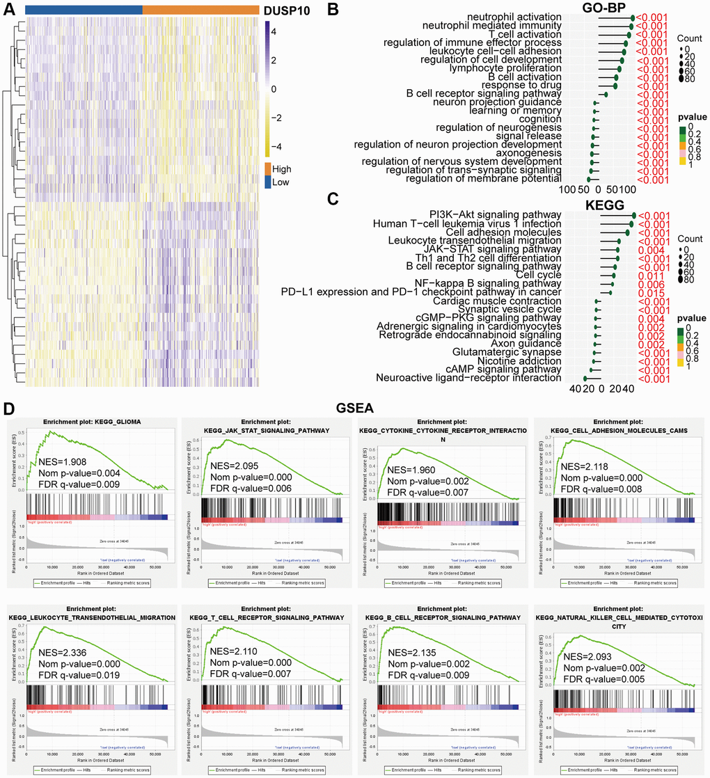 Biological functions of DUSP10 in LGG in TCGA. (A) DEGs between the low-DUSP10 and high-DUSP10 expression LGG subgroups. (B, C) The GO-BP (B) and KEGG (C) analyses for DUSP10 in LGG patients in the TCGA dataset. (D) GSEA in the TCGA dataset.