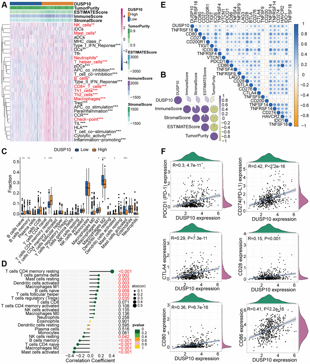 Different TME and immunological characteristics of the low-DUSP10 and high-DUSP10 subtypes in TCGA. (A, B) Association between DUSP10 expression and 29 immune-associated signatures, ESTIMATE, immune, stromal scores, and tumor purity. (C) Comparisons of infiltration of 22 types of immune cells in the two subgroups. (D) Lollipop plots exhibited the relationship between DUSP10 expression and TIICs. (E, F) Co-expression analysis of DUSP10 and 25 ICPGs. *P **P ***P 